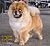 - chow-chow