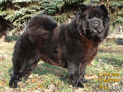 Chow-chow HONILAND ETUAL NUAR SMOOTH. -    