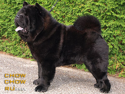 Chow-chow HONILAND EXCLUSIVE BLACK SMOOTH. -    