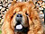 - chow-chow