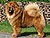 - chow-chow
