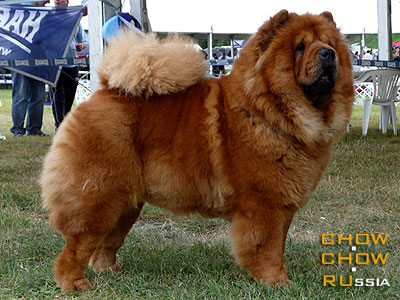 Chow-chow HONILAND LADY FIRE. -   