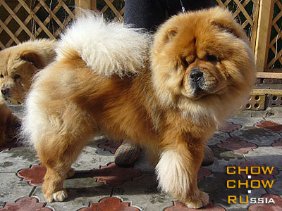 Chow-chow HONILAND LEROY GALLANT. -    
