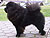 - chow-chow