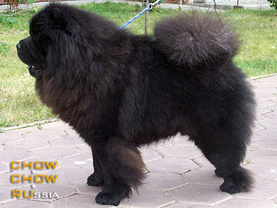 Chow-chow HONILAND NEXT STEP. -   