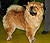 - chow-chow