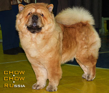 Chow-chow HUODE SHEN CHARODEYKA. -   