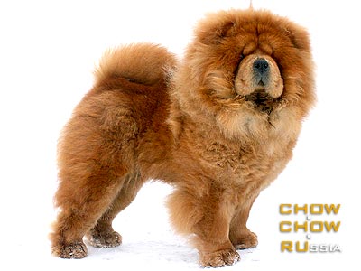 Chow-chow IL DE BOTE ABIGAL. -    