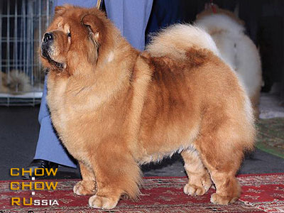 Chow-chow IL DE BOTE ANFISA. -    