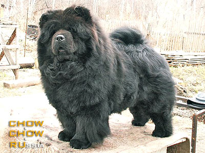 Chow-chow IL DE BOTE DEINTI DIVAIN. -     