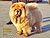���-��� chow-chow