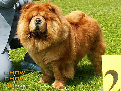 Chow-chow IL DE BOTE DELIGHT. ���-��� ��� �� ���� ������