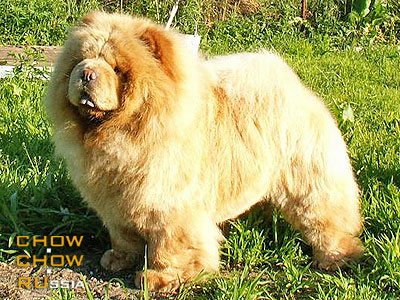 Chow-chow IL DE BOTE DIITI. -    