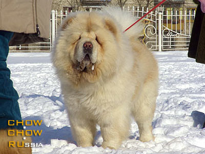 Chow-chow IL DE BOTE LAKRUA. -    