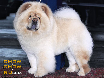 Chow-chow IL DE BOTE ECSTESY HOPE. -     