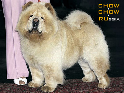 Chow-chow IL DE BOTE EMPRESS LIA. -     