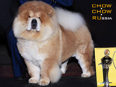 Chow-chow IL DE BOTE GINIE. -    