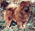 чау-чау chow-chow