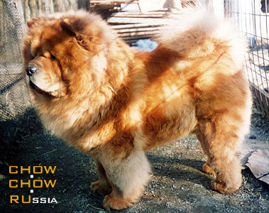 Chow-chow IL'F. ���-��� ����