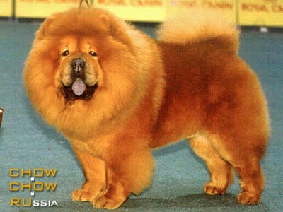 - . Chow-chow ILLARION