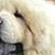 Cream chow-chow  -