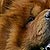 Red chow-chow  -