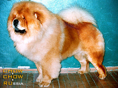 -  . Chow-chow INSANTA FAVORIT