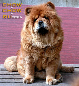 Chow-chow IRIS ZOLOTAYA ZVEZDOCHKA. -   