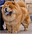 - chow-chow