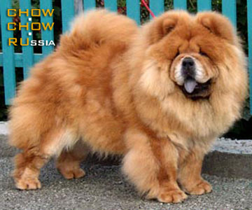 Chow-chow IRISKA OT ALISKI. -   