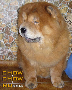 Chow-chow IRMHOF LIR JUKA. -   