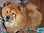 чау-чау chow-chow