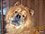 - chow-chow