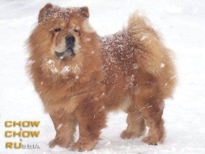 Chow-chow IRMHOF LIR ZHIZEL. -   