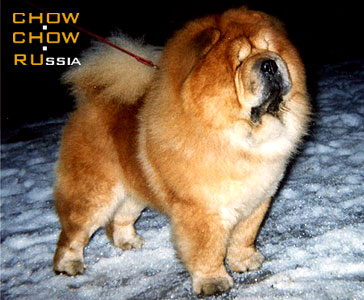 Chow-chow IROCK'S BANDIT. - '  ( )