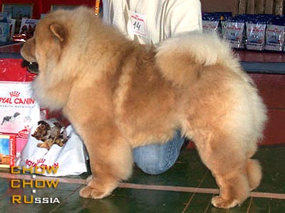 -    . Chow-chow KAPITOLINA S SERGIEVA POSADA