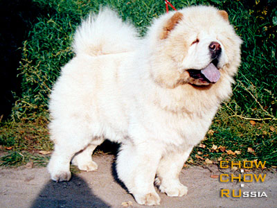 Chow-chow KAPRIZ ZHENI JU-LYA-LYA. -   --