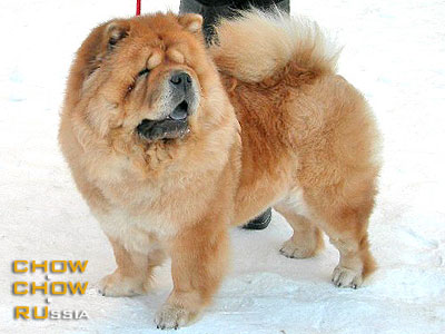 Chow-chow KAPRIZ ZHENI VIVIEN. -   