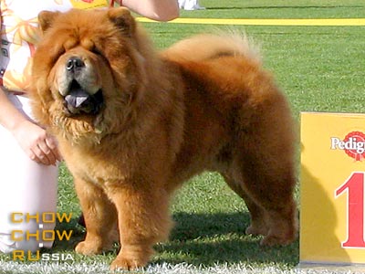 Chow-chow KAPRIZ ZHENI VOSTORG. -   