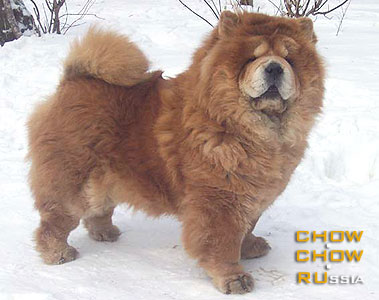 Chow-chow KASSANDRA. - 