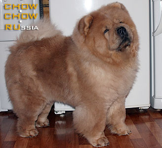 Chow-chow KESSI FAIN BLISTATELNAYA LADY. -    