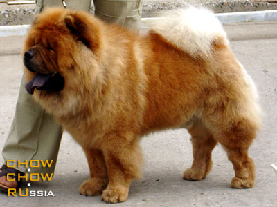 Chow-chow KESSI FAIN ITON. -   