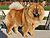 - chow-chow