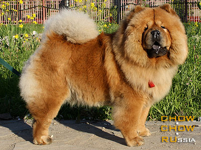 Chow-chow KESSI FAIN INFANTA. -   