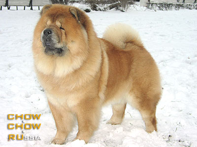 Chow-chow KIRA BOUNTY VALINA. -   