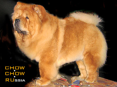 Chow-chow KJA VAN LI DANSHU. -    