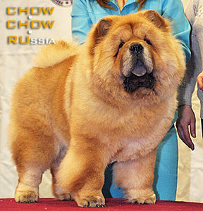 Chow-chow KJA VAN LI DZHAMCHUNG. ���-��� �� ��� �� ��������