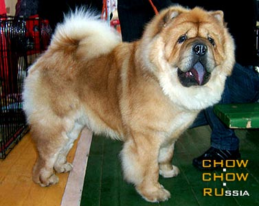 -    . Chow-chow KLIM S SERGIEVA POSADA