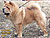 - chow-chow