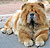 ���-��� chow-chow